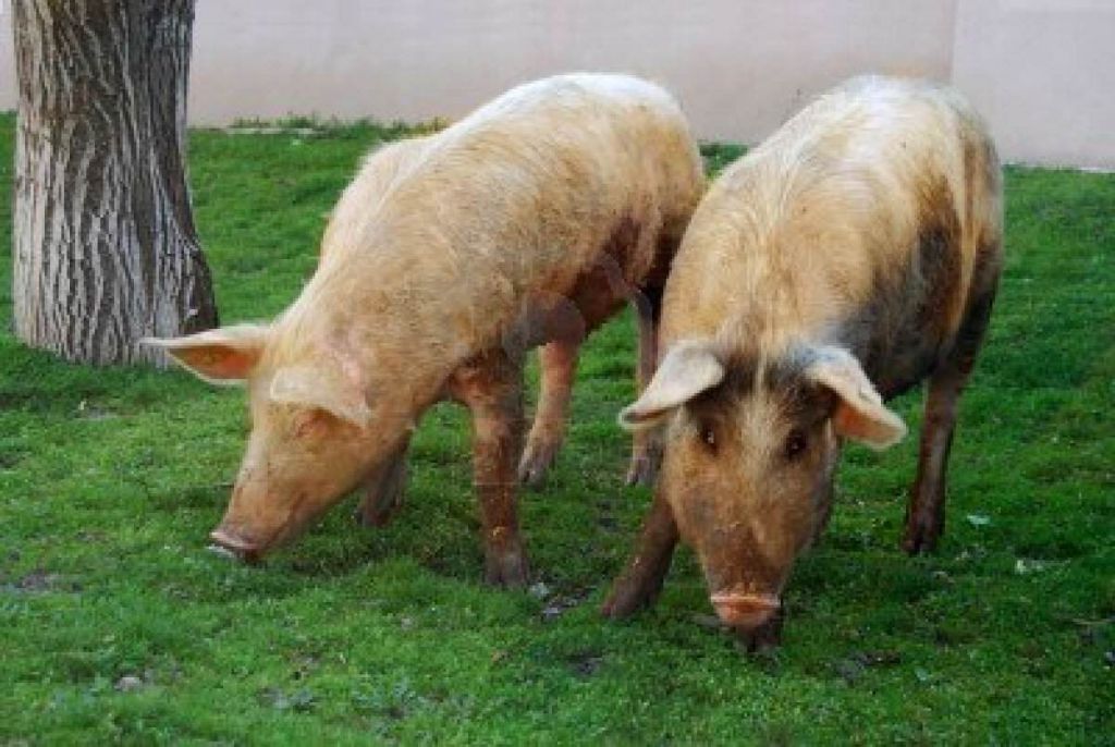 4626532-dos-cerdos-de-vida-libre-en-la-hierba-verde