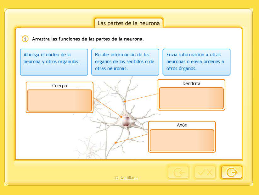 Partes neurona