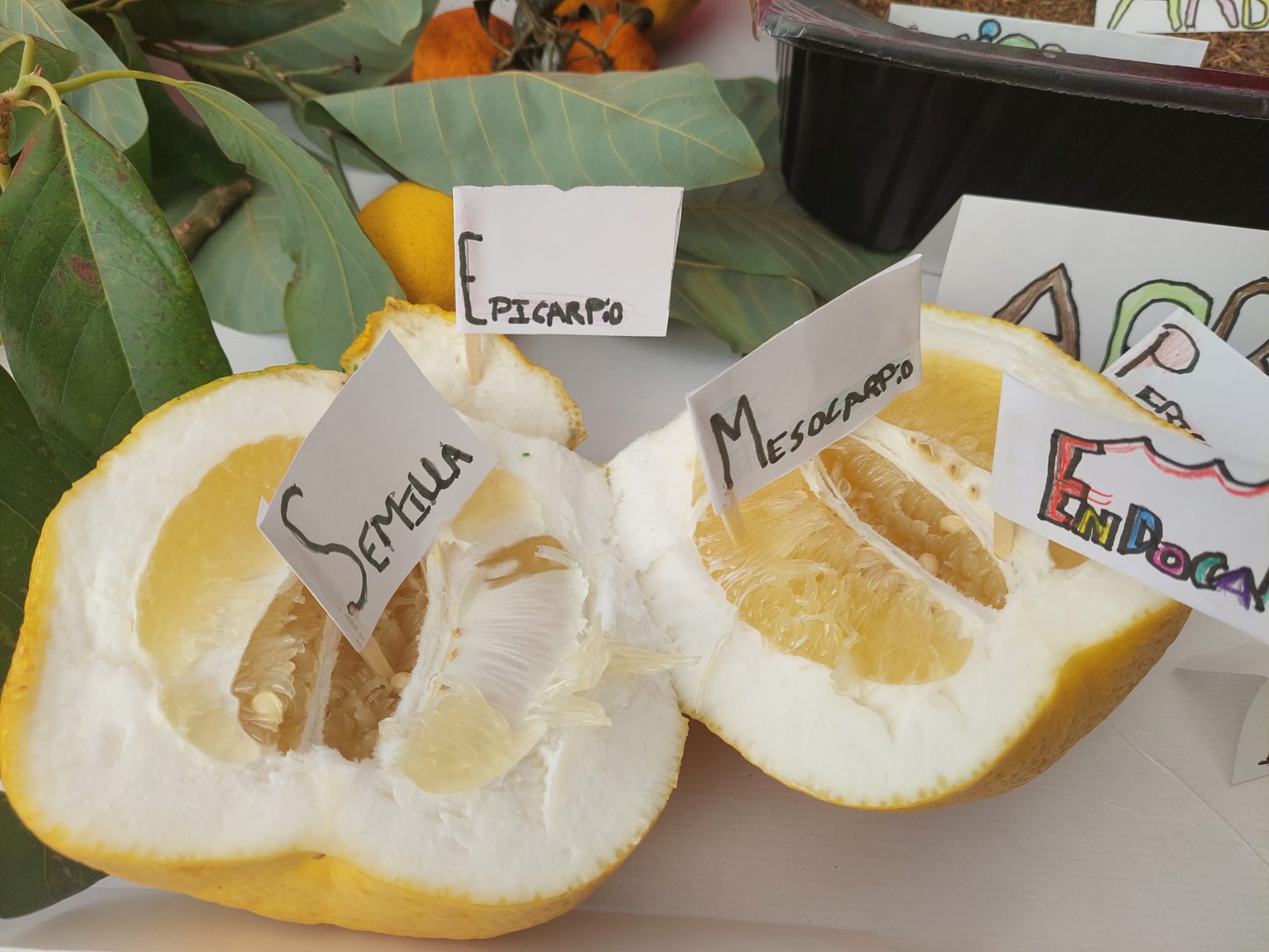 WhatsApp Image 2024-01-27 at 11.20.50-3