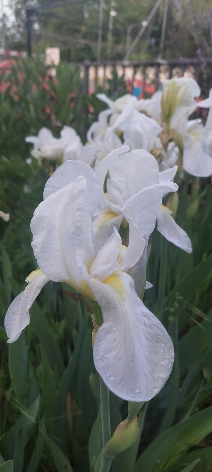 WhatsApp Image 2025-04-11 at 18.50.31