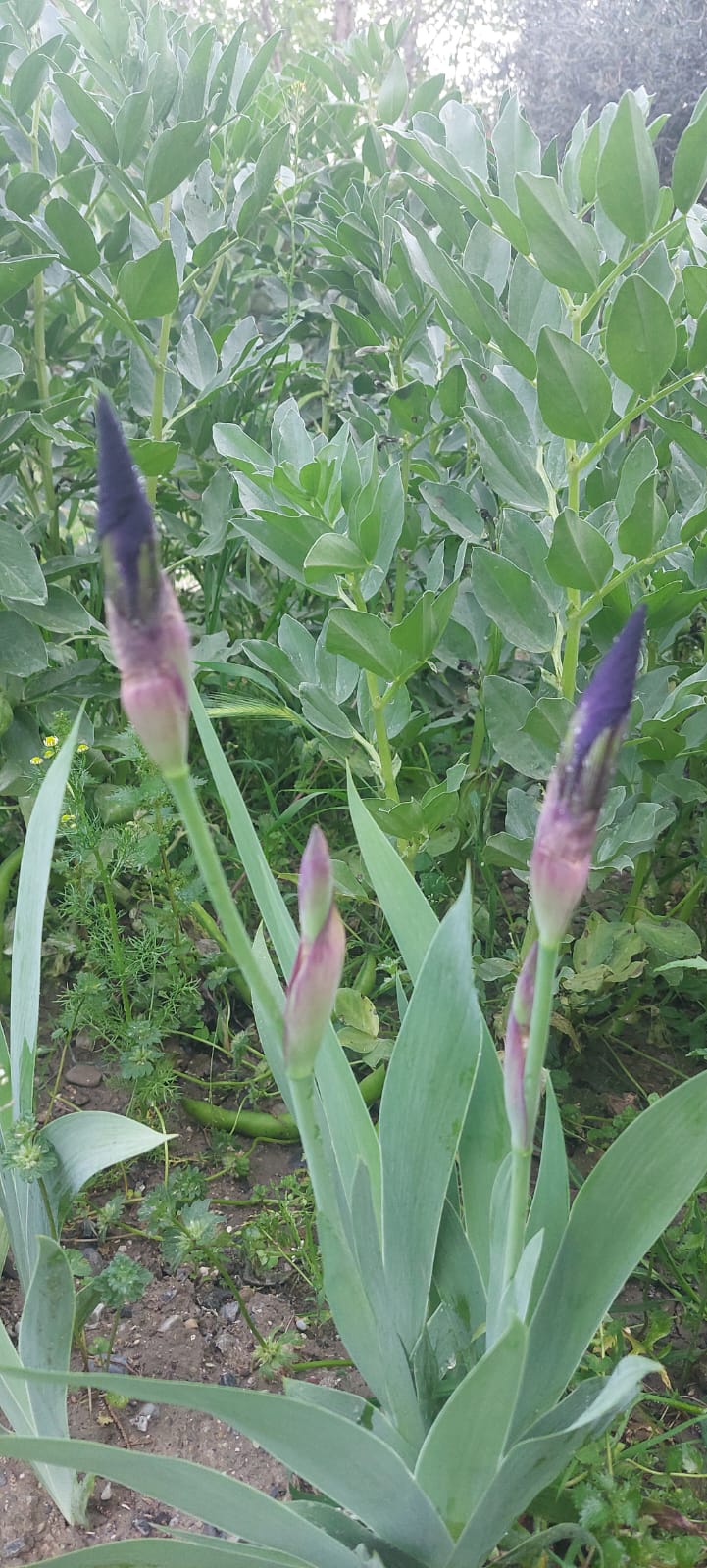 WhatsApp Image 2025-04-11 at 18.50.32