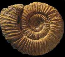 fósil ammonites