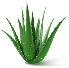 aloe vera