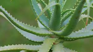 aloe vera
