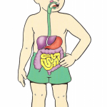 sistema-digestivo-3