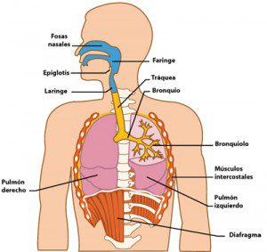 sistema-respiratorio-300x283