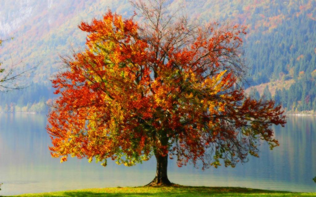 autumn-wallpaper-tree-august