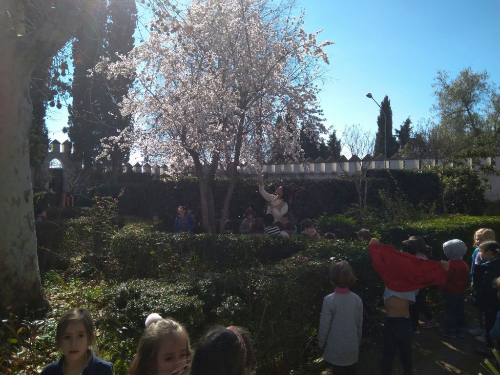 ¡El almendro ha florecido!