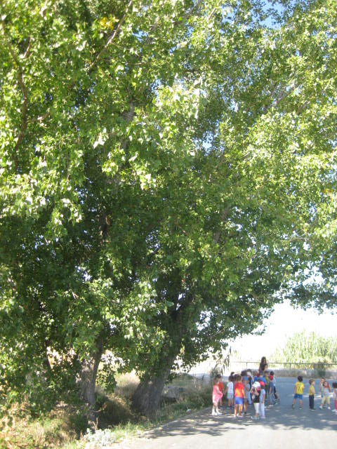 ACTIVIDADES DE CICLO: SALIDA A LA VEGA Y TARDE COOPERATIVA | Blog de Infantil Roja – Verde