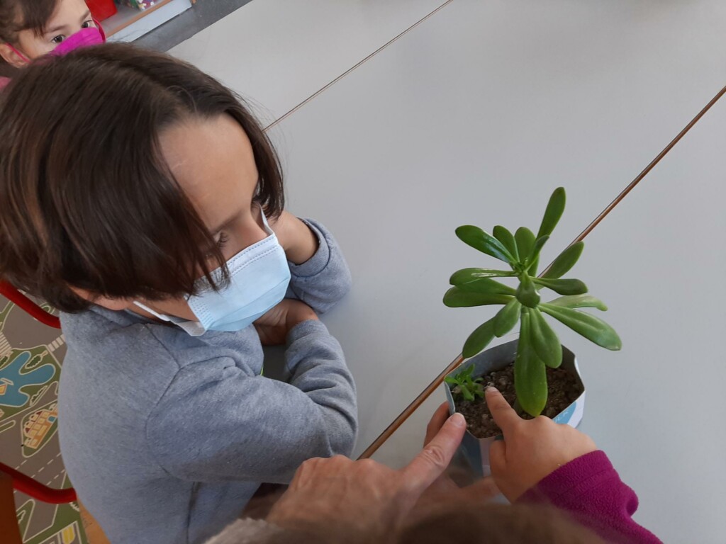 Crecimiento de las crasas