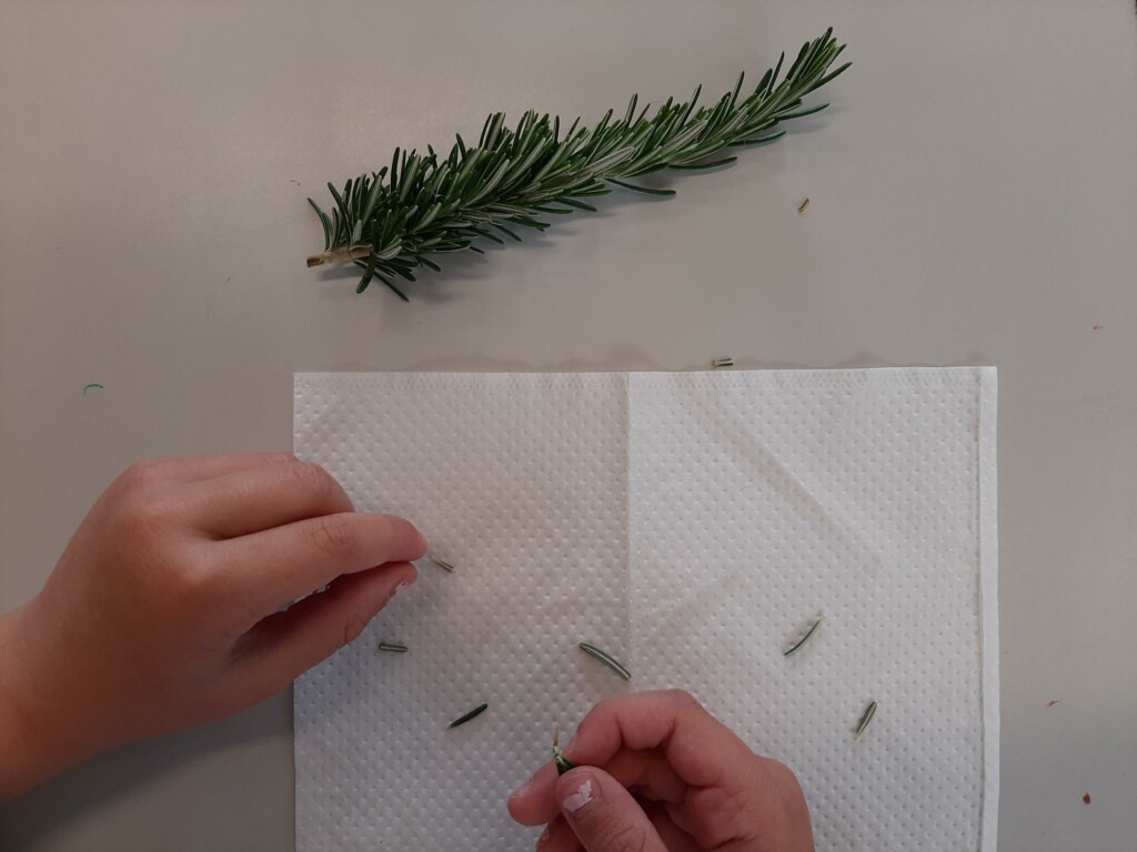 Deshojando el romero