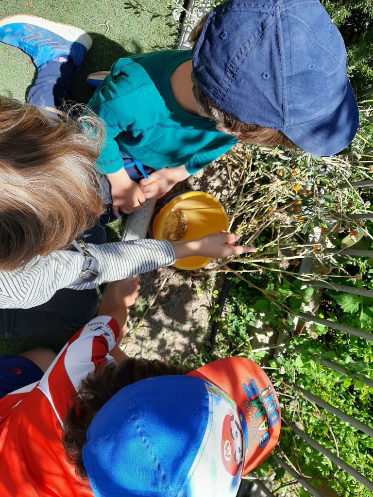Recogemos semillas de caléndula