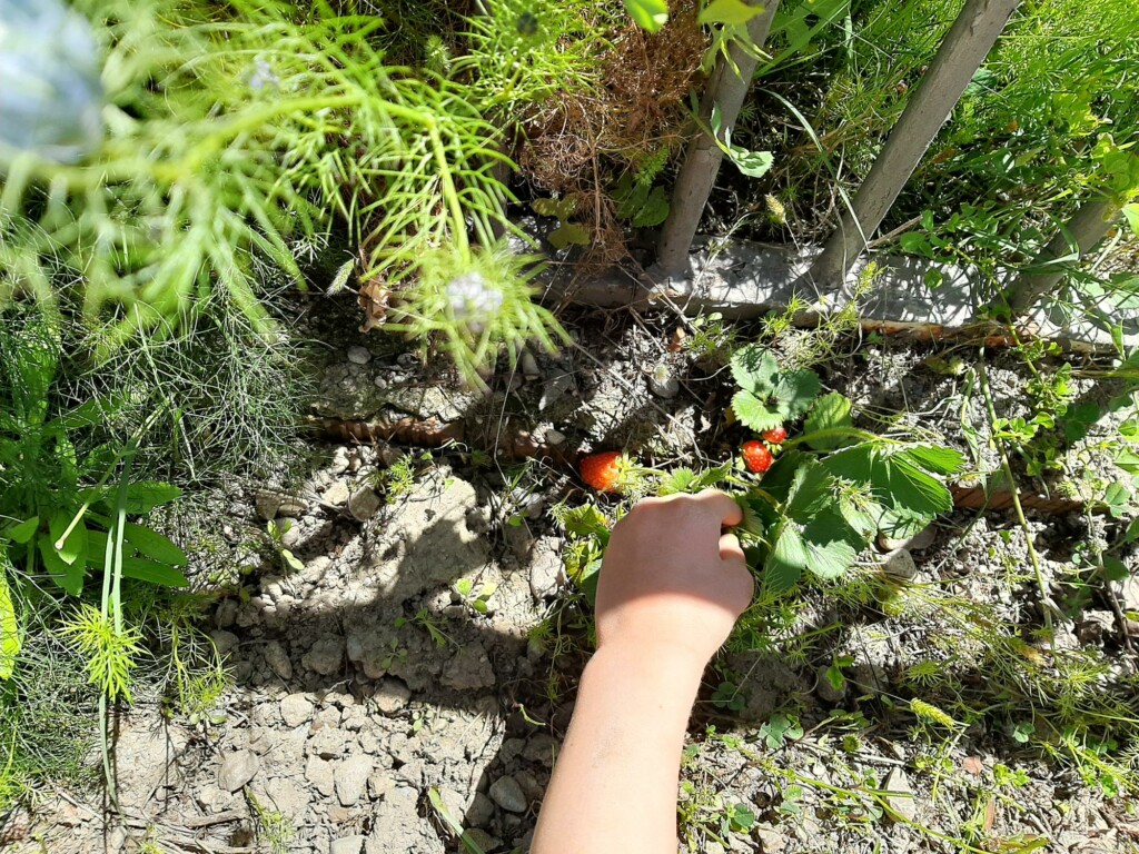 ¡Han crecido las fresas!