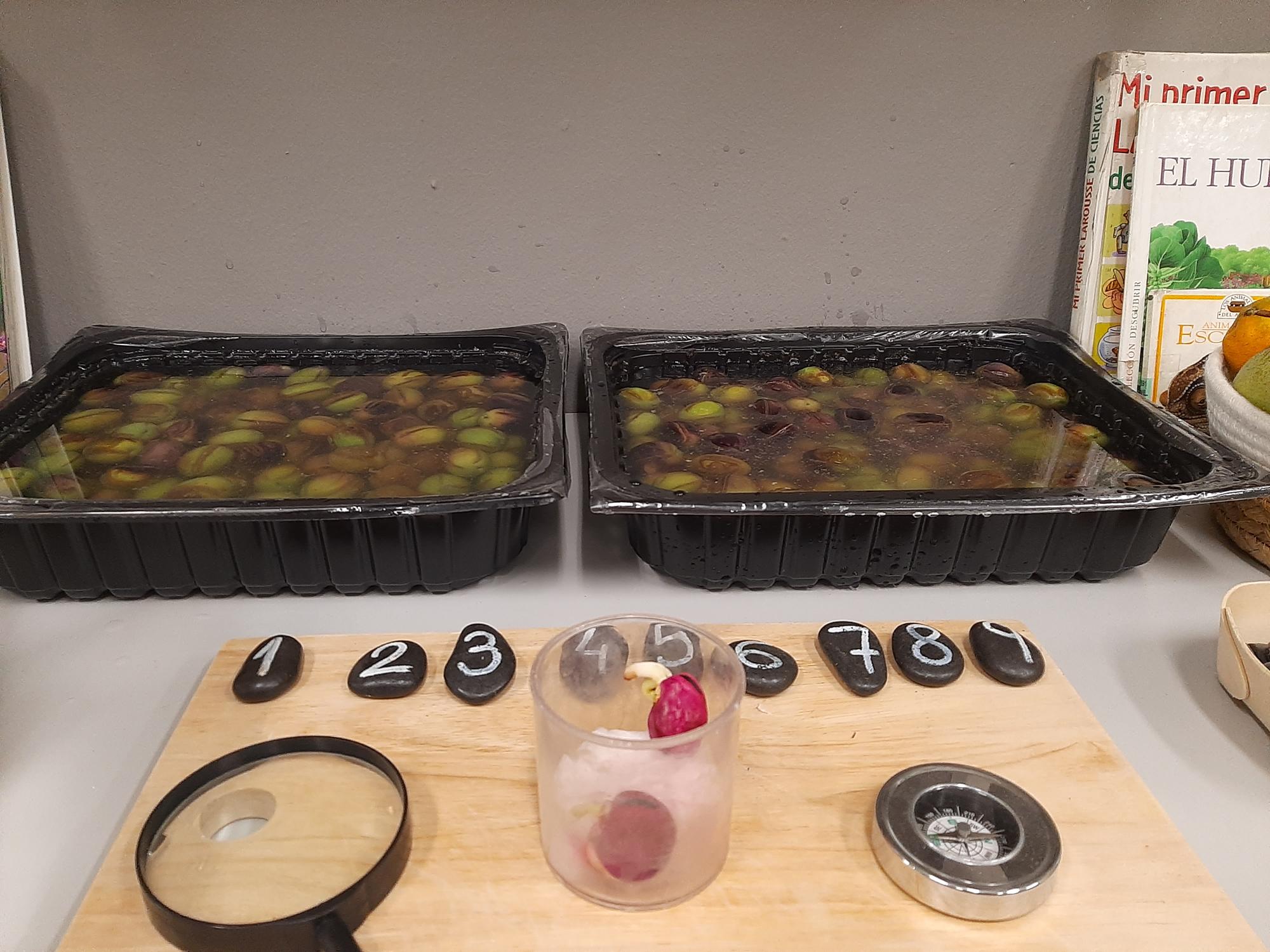 Germinación de las habas