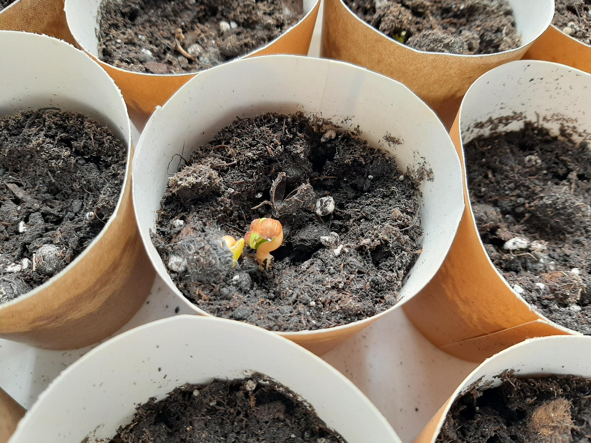 ¡Empiezan a salir los don pedros!