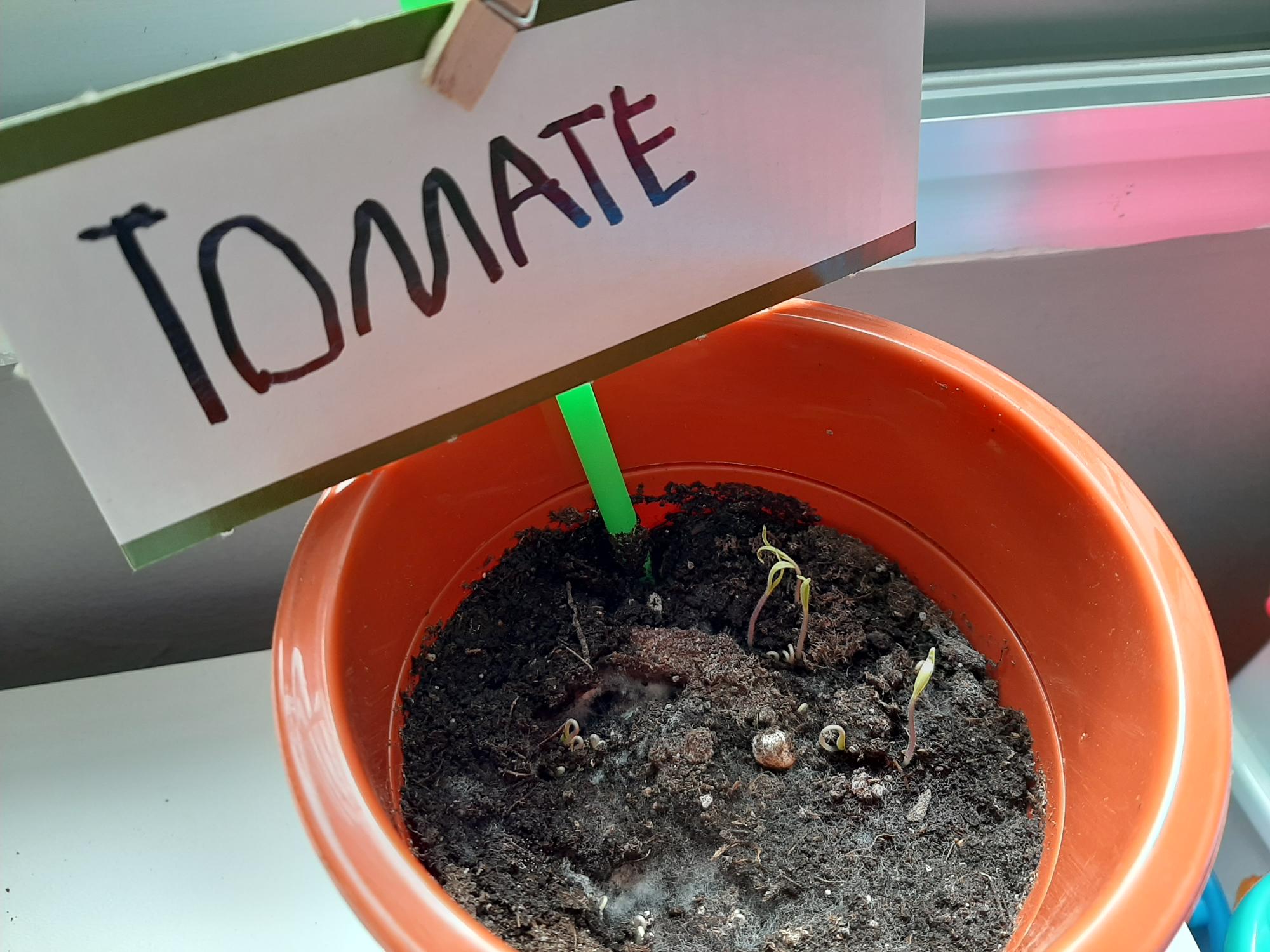 ¡Los tomates ya tienen brotes!