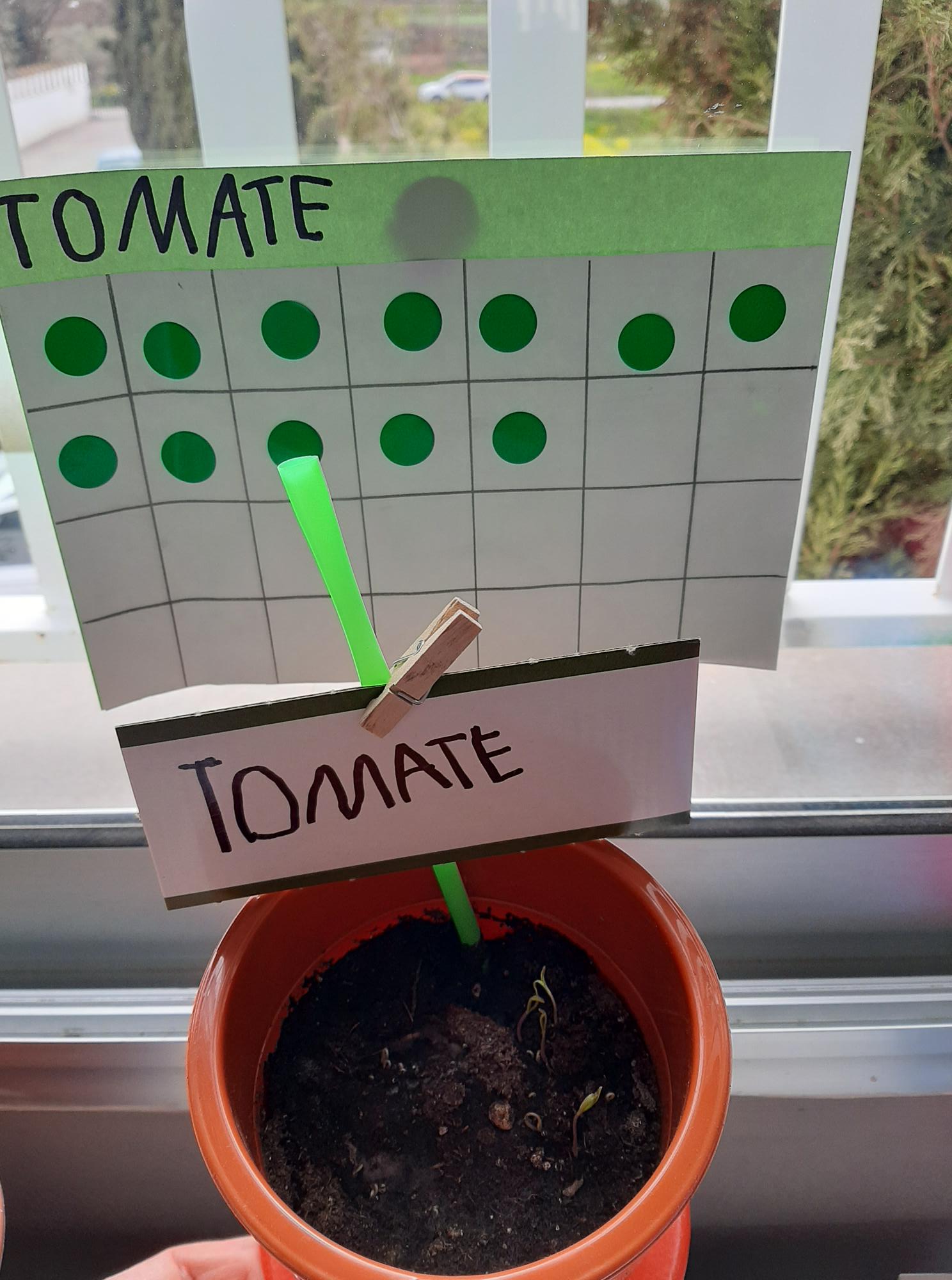 Calendario de germinación