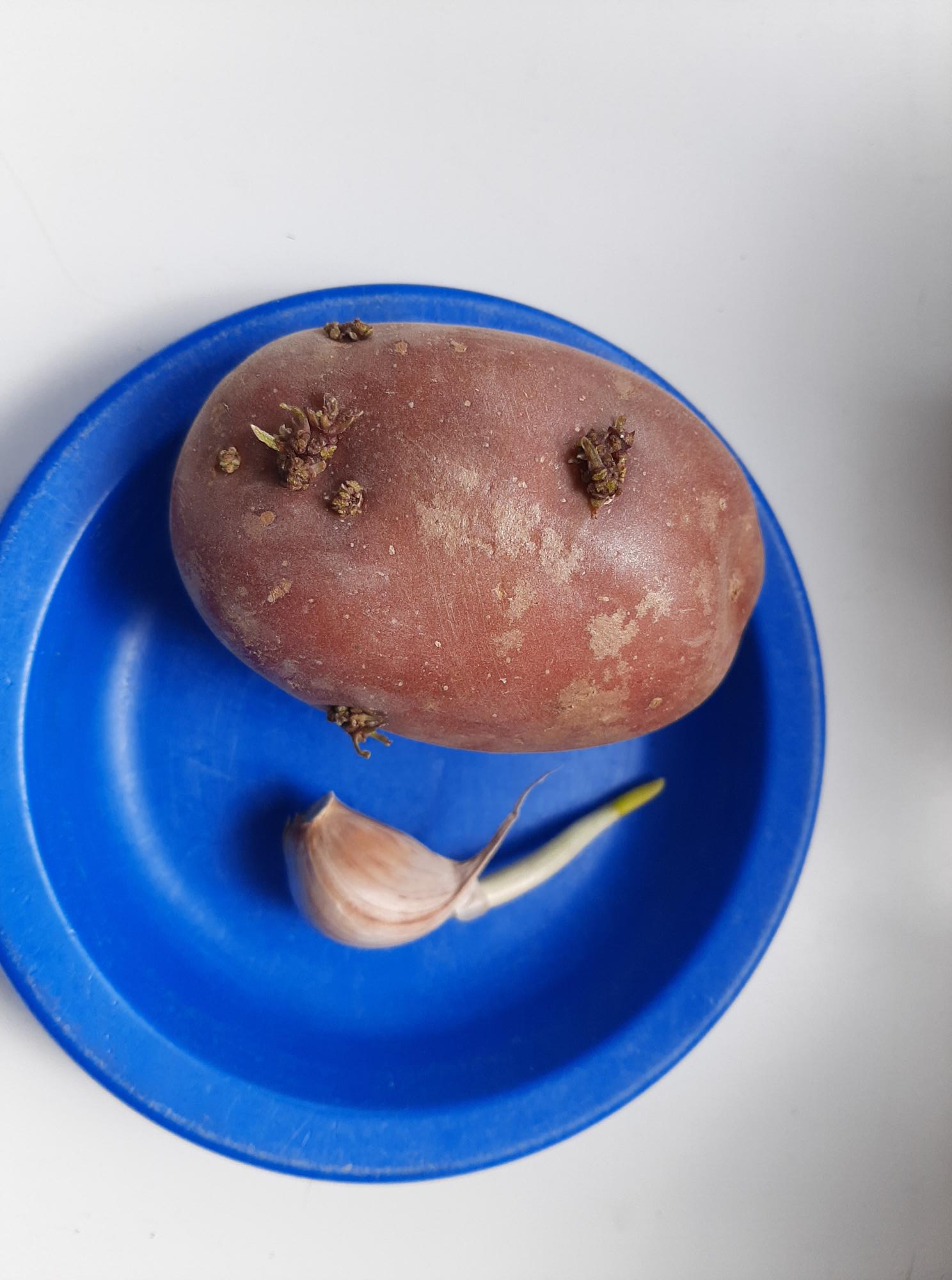 Observamos los brotes del ajo y la patata