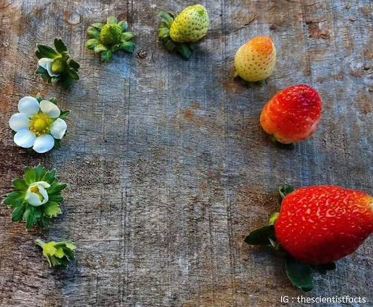 ciclo vital de la fresa