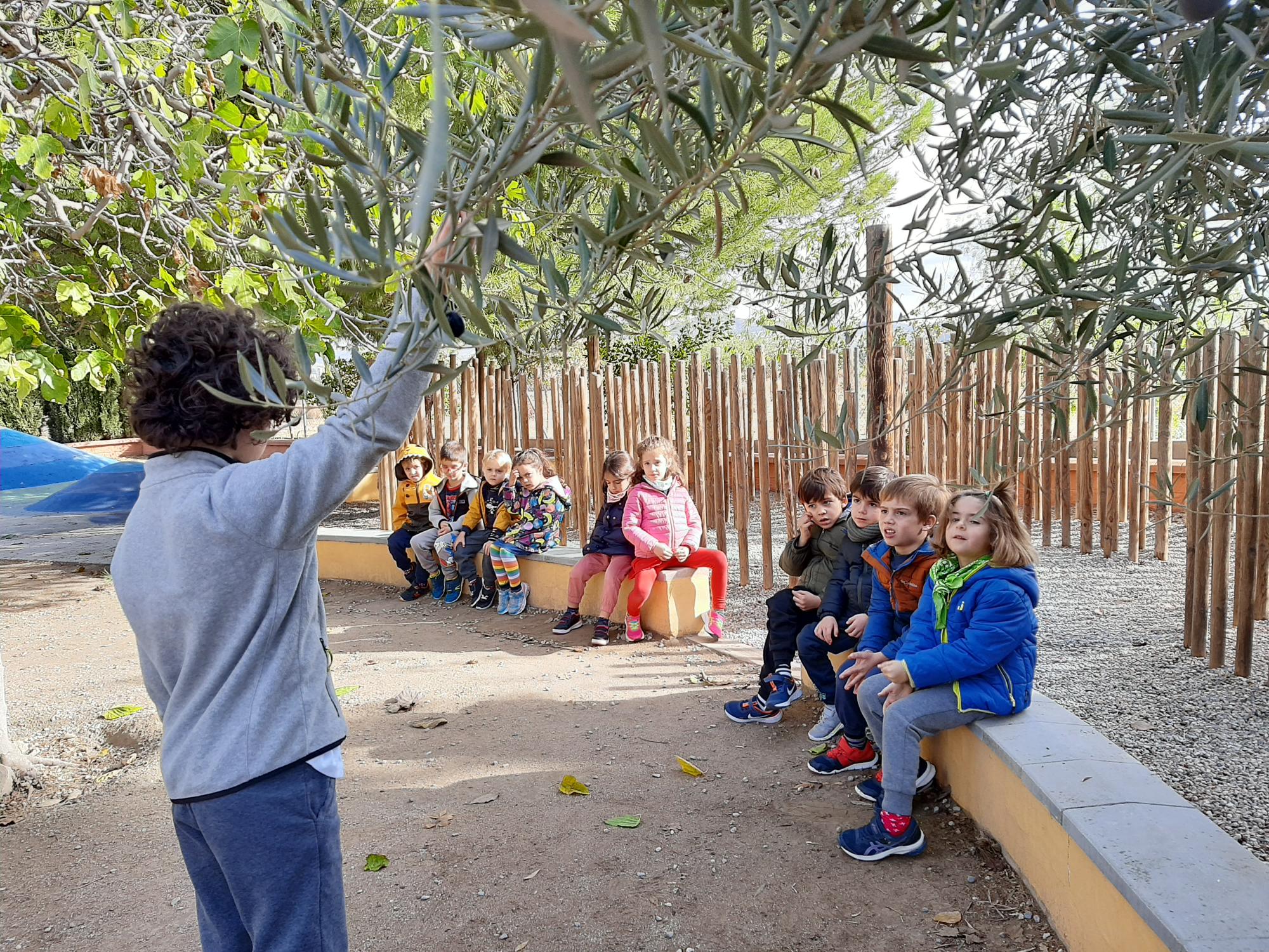 Gonzalo nos cuenta el olivo