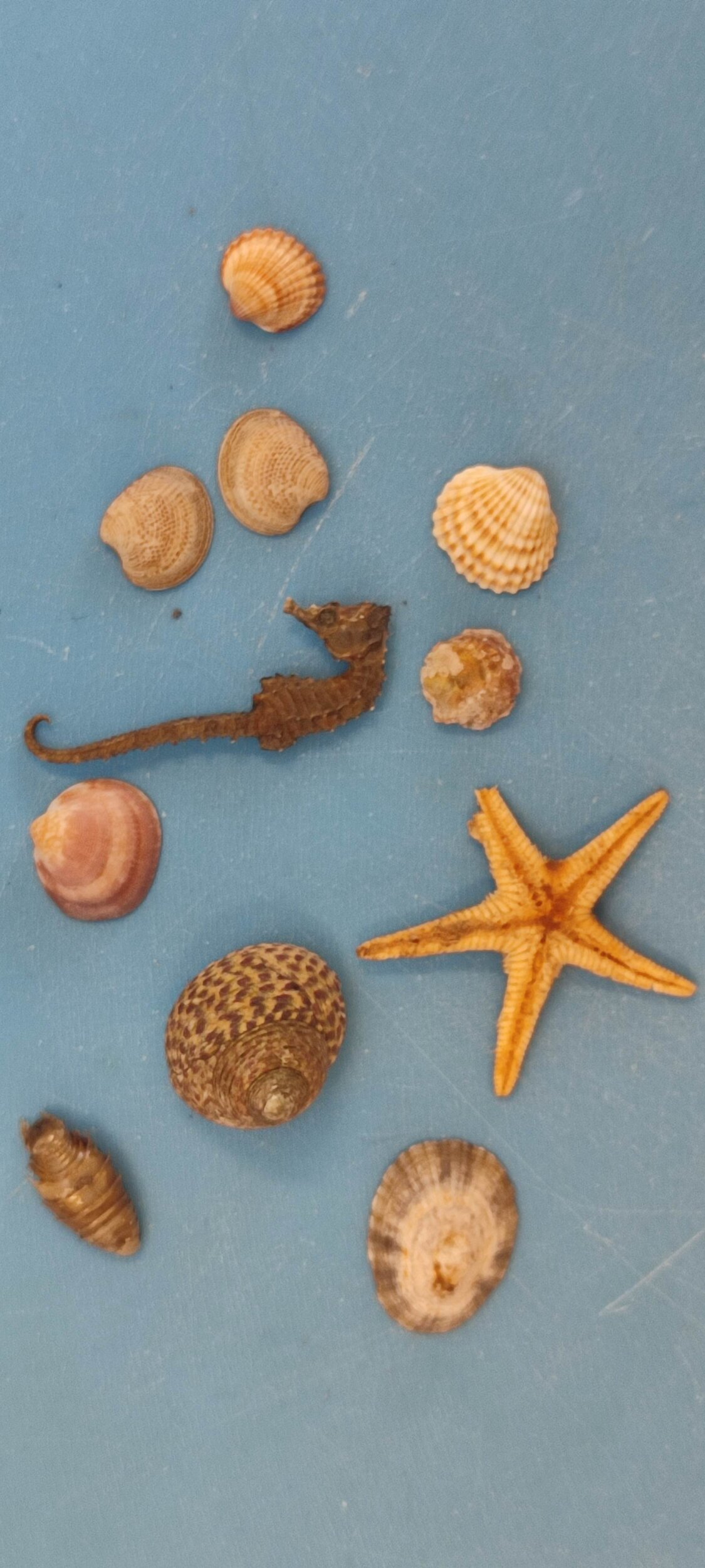 IMG_20241023_155448 Maya sus preciosos tesoros del mar