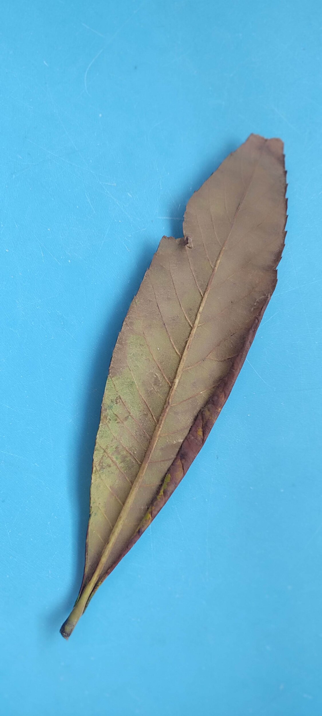 IMG_20251016_163533 IMG_20251016_163533