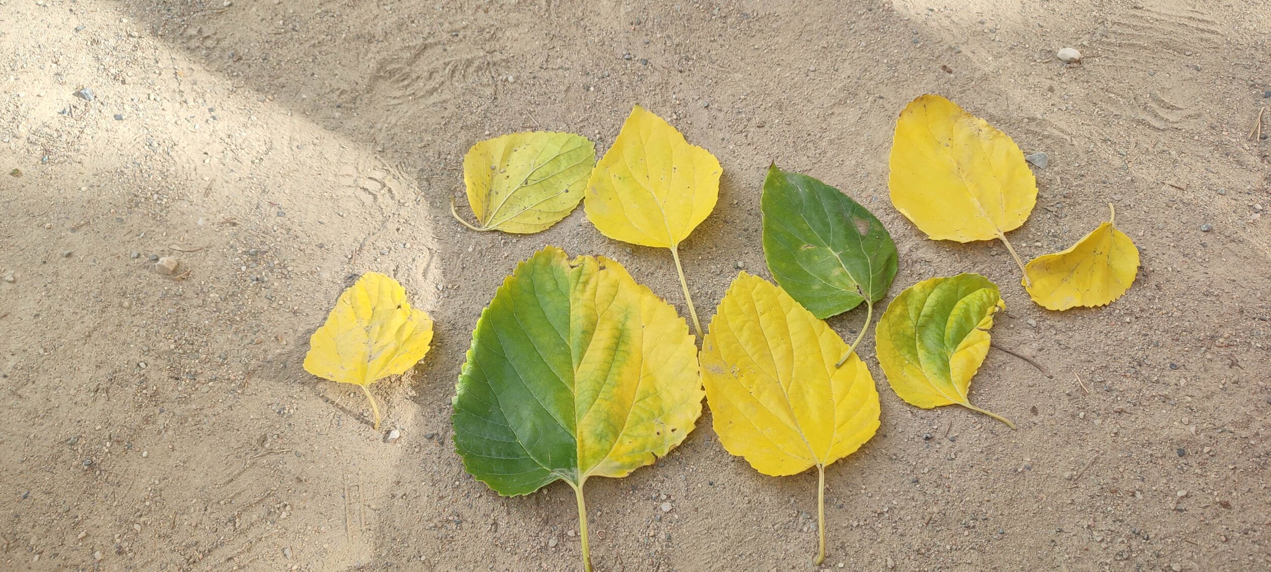 IMG_20251016_170456 IMG_20251016_170456