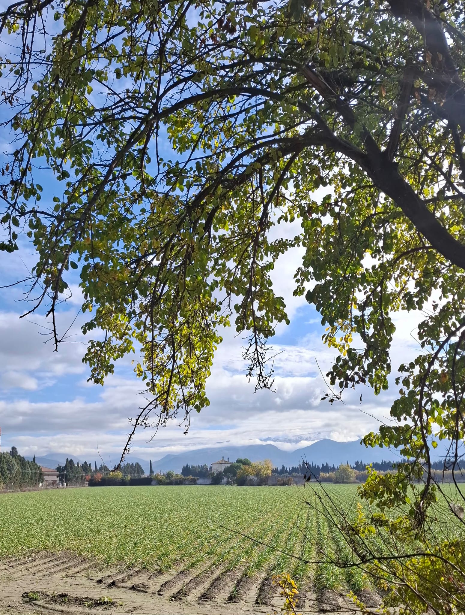 IMG-20251208-WA0029 IMG-20251208-WA0029