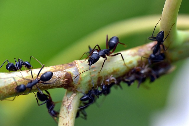 black-ant-3667014_640