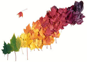 colores-hojas-clima[1]