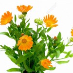 10936709-flores-de-cal-ndula-flores-sobre-fondo-blanco-close-up-Foto-de-archivo