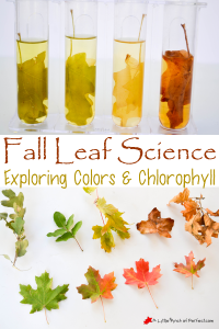 2015-10_fall-leaf-color-science-experiment_a-little-pinch-of-perfect-6-copy
