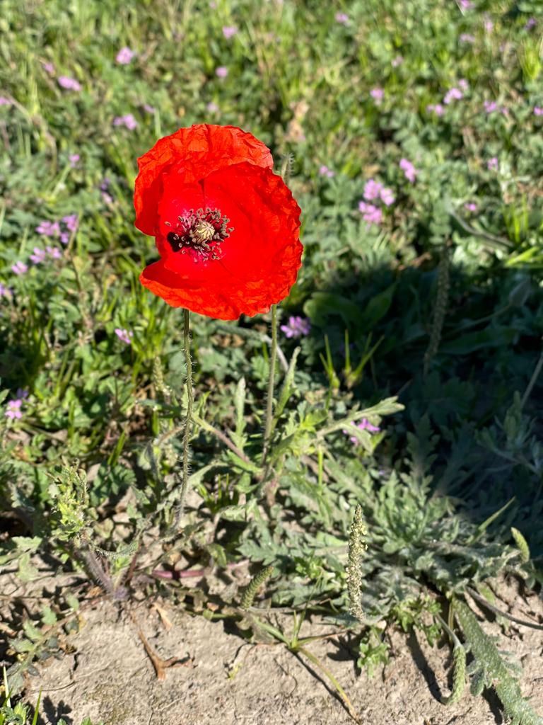 PHOTO-2024-04-09-22-41-51 19