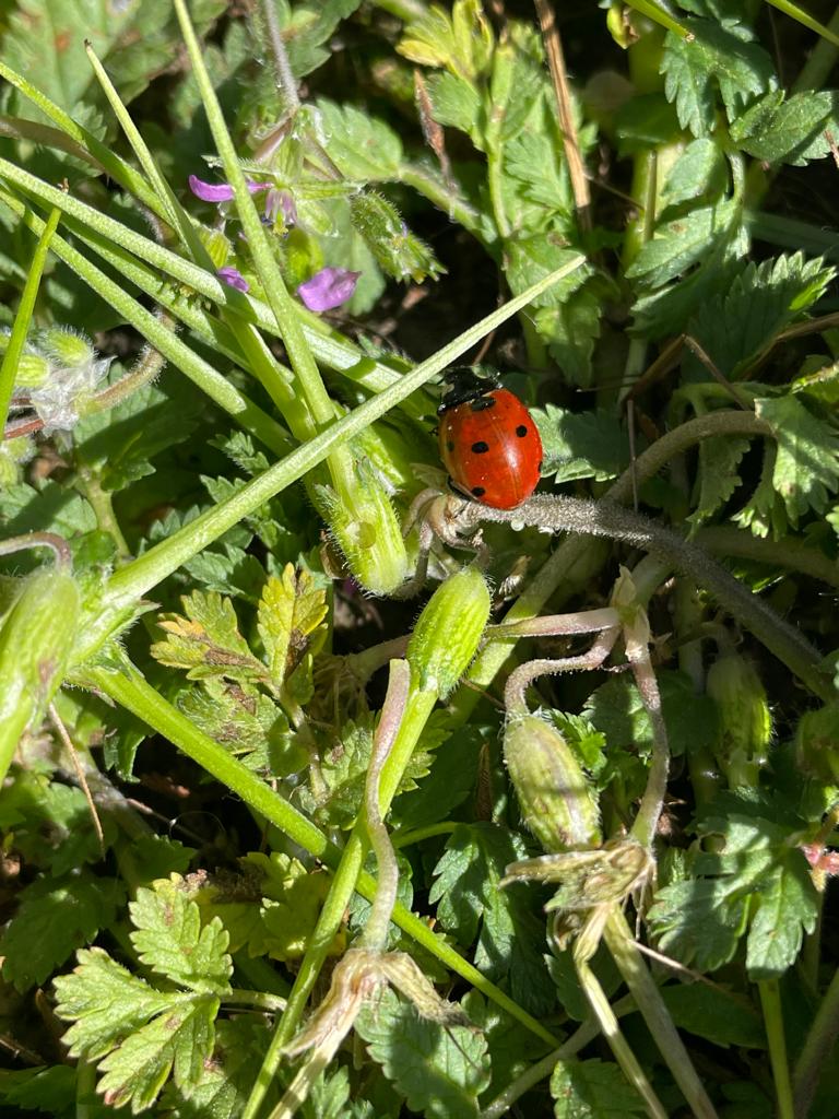 PHOTO-2024-04-09-22-42-59 3