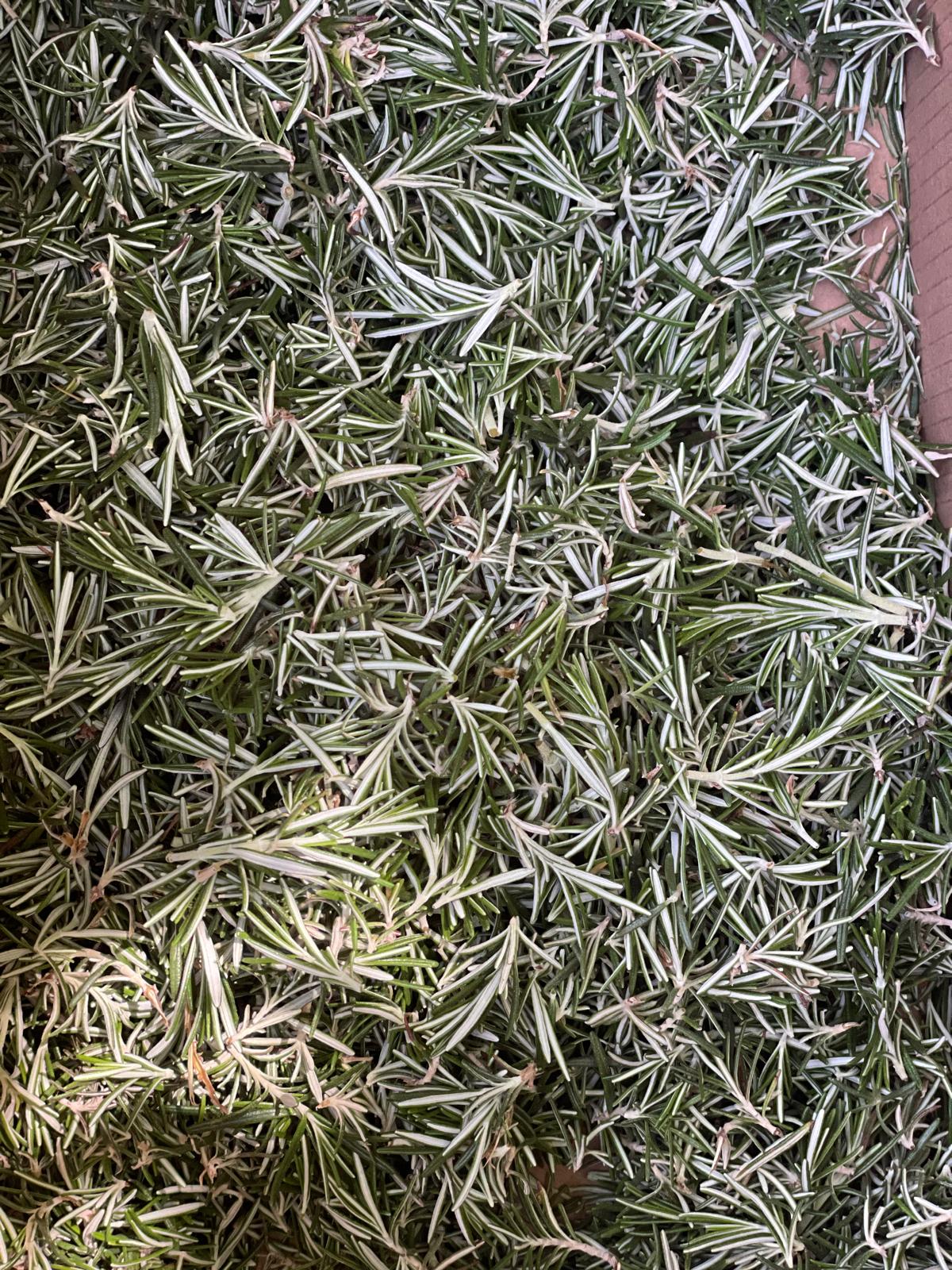 PHOTO-2024-04-19-11-19-32 3