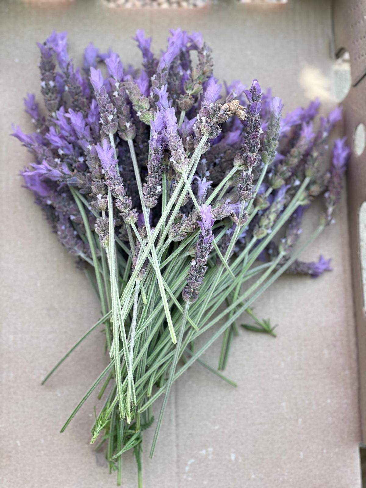 PHOTO-2024-04-19-11-19-32 4