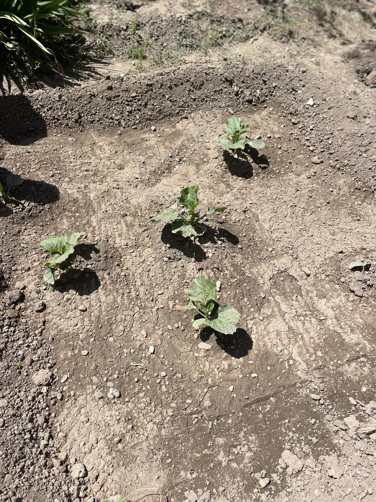 PHOTO-2024-05-17-22-04-25 4