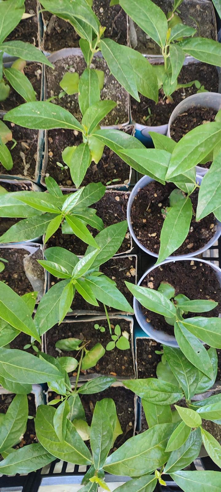 PHOTO-2024-06-05-18-17-05 12