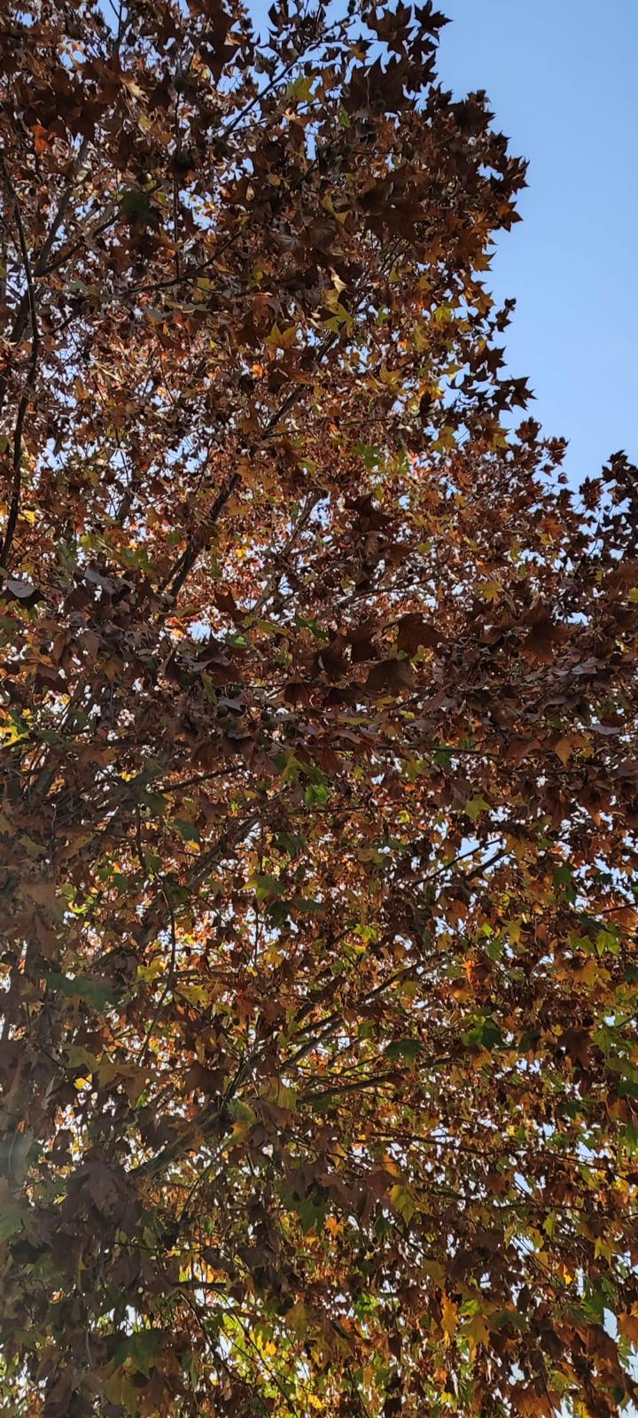 PHOTO-2024-11-29-20-29-33 5