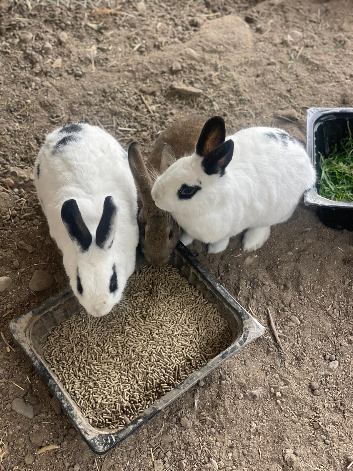 PHOTO-2025-03-06-22-47-25 15 PHOTO-2025-03-06-22-47-25 15