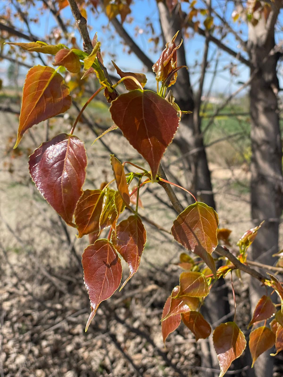 PHOTO-2025-04-08-19-23-51 25