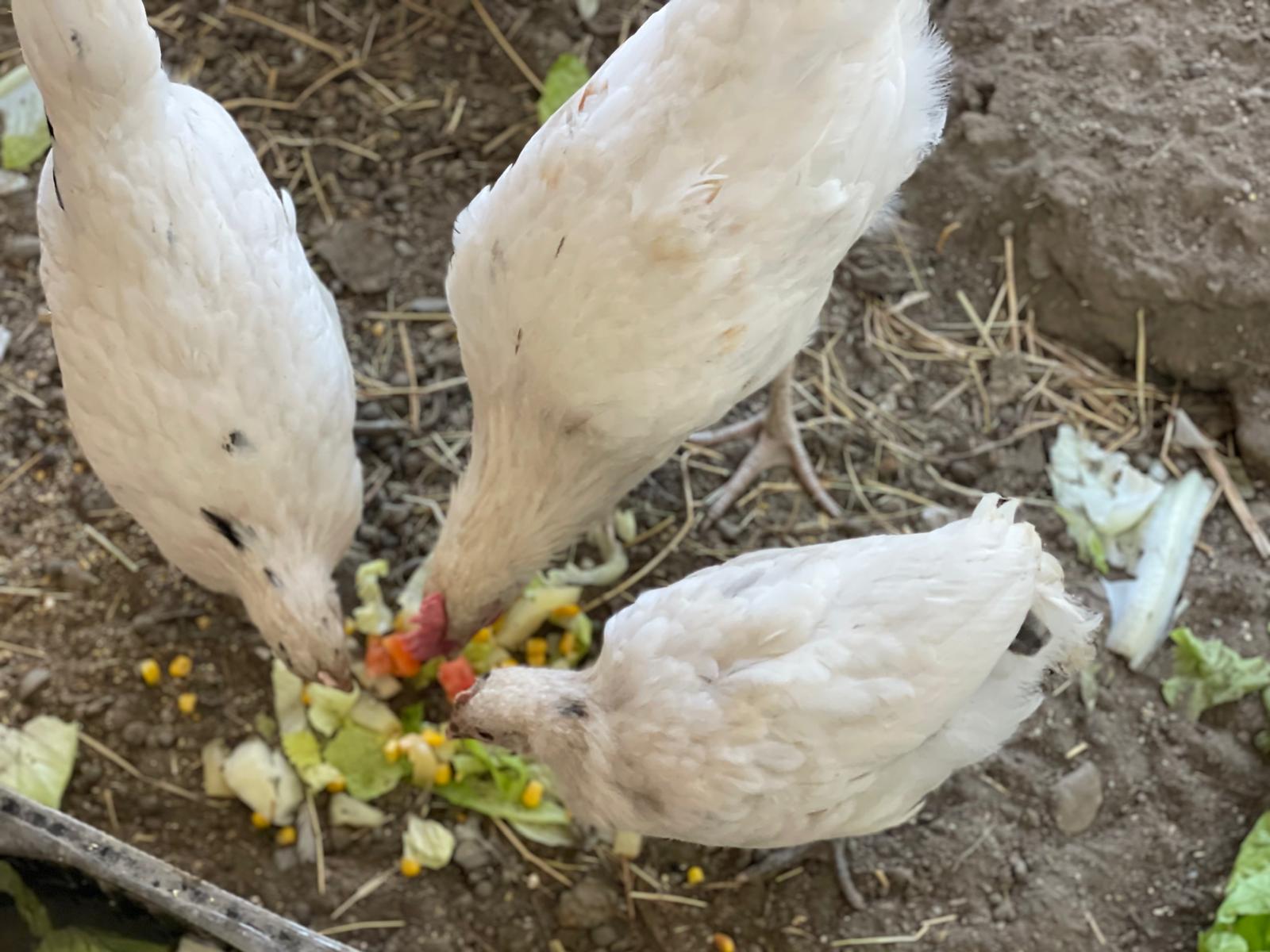 PHOTO-2025-10-22-21-01-25 8