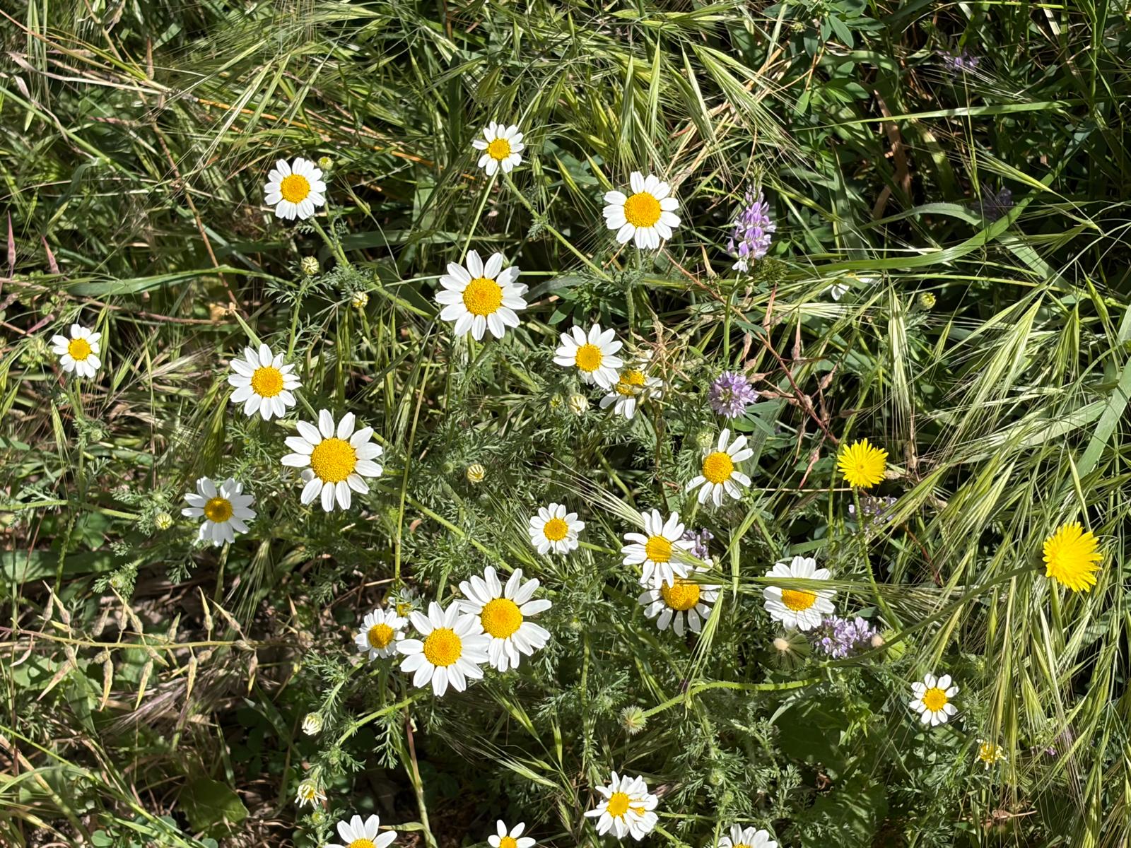 PHOTO-2026-04-28-19-23-43 9